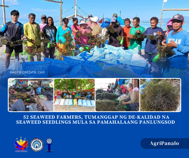 52 SEAWEED FARMERS, TUMANGGAP NG DE-KALIDAD NA SEAWEED SEEDLINGS MULA SA PAMAHALAANG PANLUNGSOD